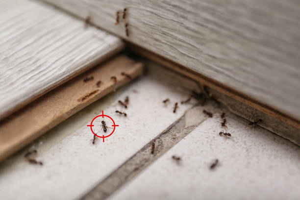 Best Wildlife Control Services  in Mackinac Island, MI