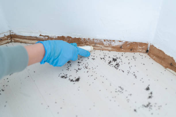 Best Wasp Removal Services  in Mackinac Island, MI